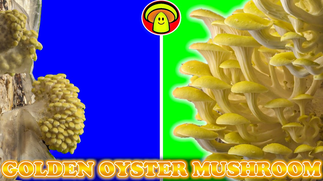 Golden Oyster Mushroom 20 Day Time Lapse | HappyMushrooms