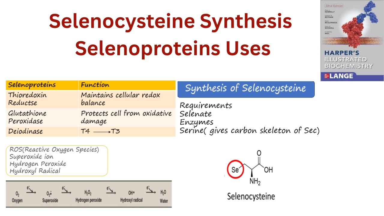 Selenocysteine Synthesis/ Selenoproteins uses and Defiency Symptoms| Harper's Chapter 27| Lec 8/9