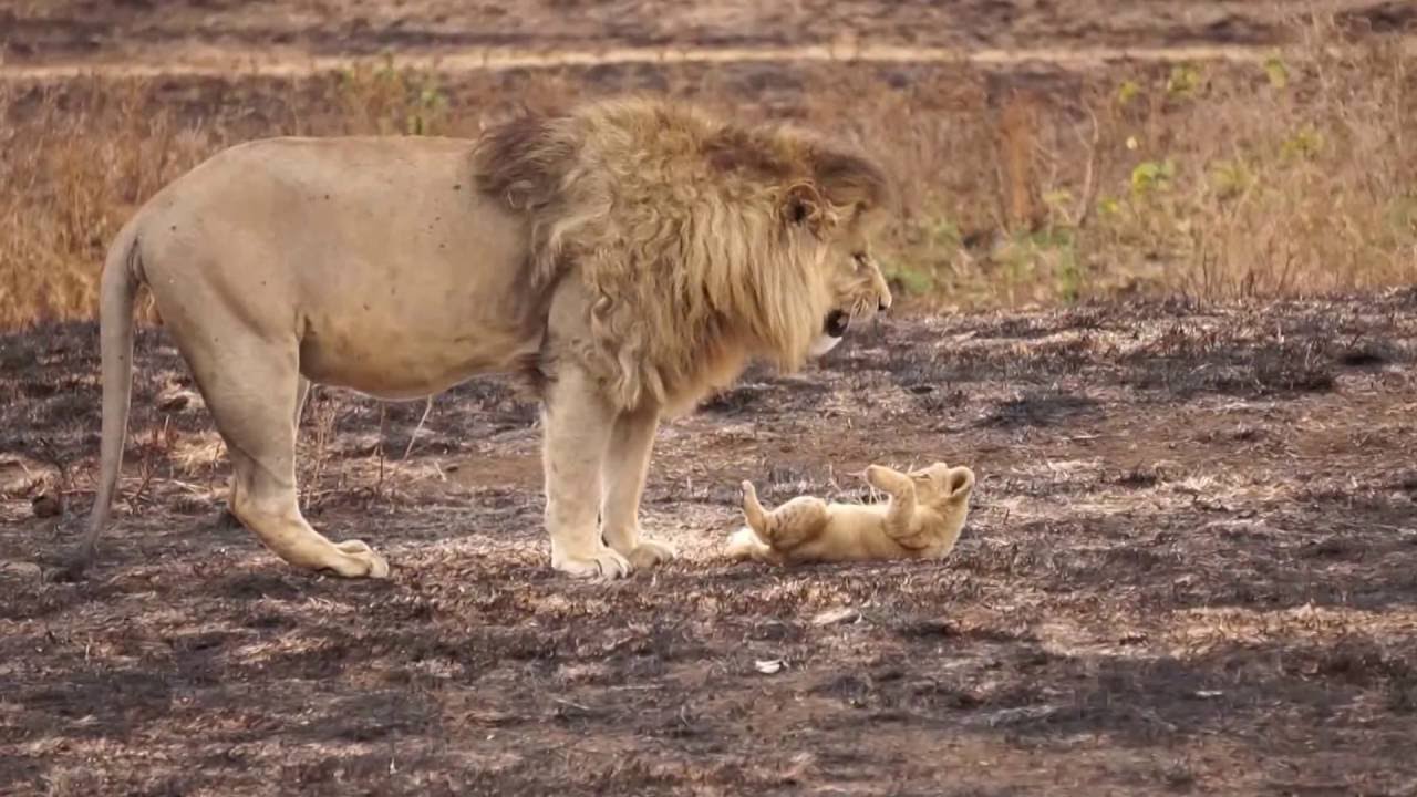 Lions in Serengeti