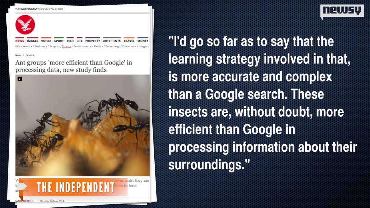 Ant Networks Could Be More Complex Than Google Algorithms