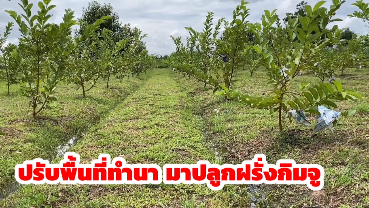 ปลูกฝรั่งกิมจู ออกลูกดก ได้ผลผลิตเร็ว มีรายได้เร็วและต่อเนื่อง การปลูกฝรั่งกิมจูอาจเป็นอีกทางเลือก