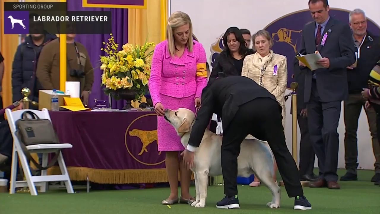 Labrador Retriever | Breed Judging 2020