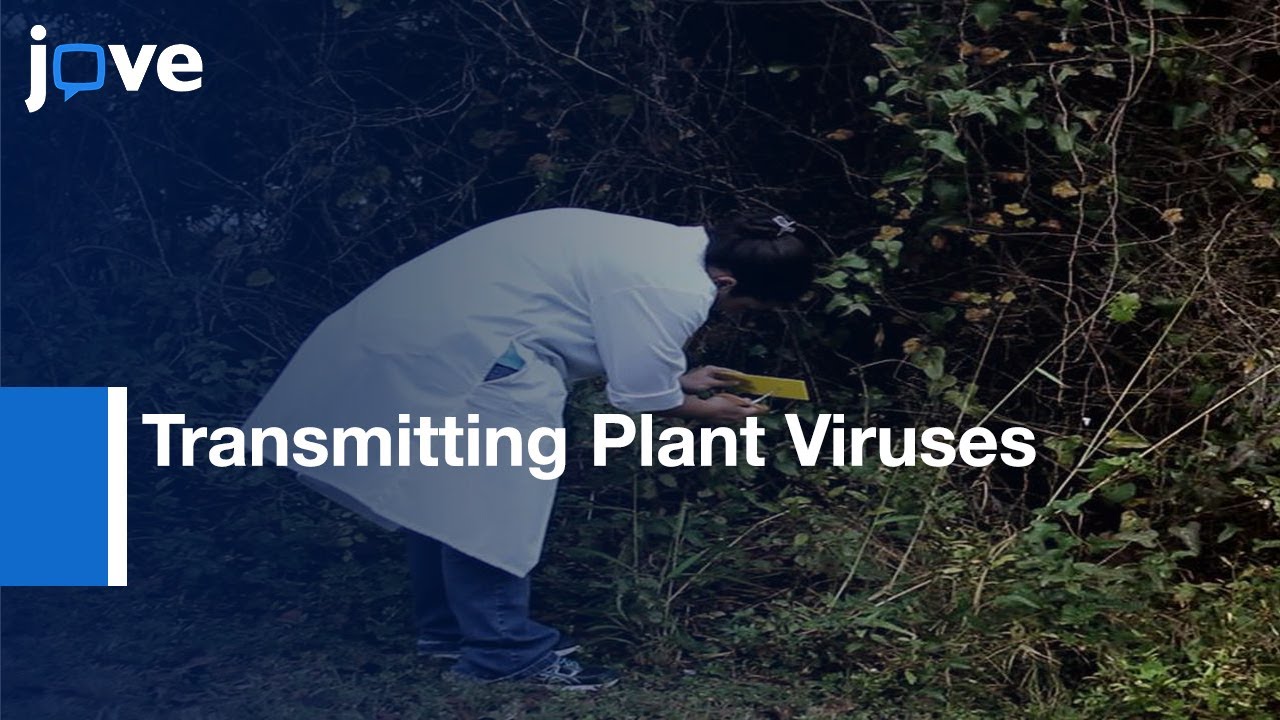 Transmitting Plant Viruses Using Whiteflies l Protocol Preview