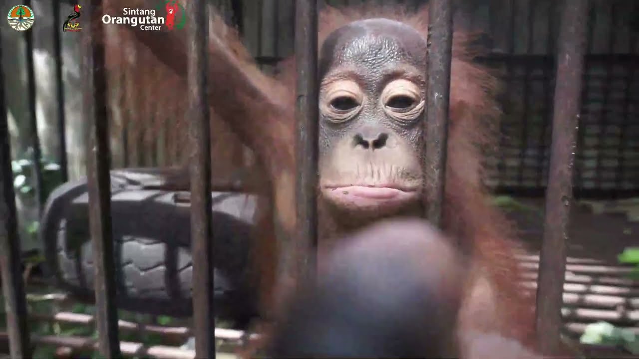 Rescue Orangutan 
