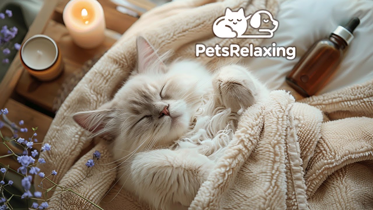 Успокаивающая музыка для сна для кошек 🐱 Расслабляющая музыка для снятия стресса и тревоги