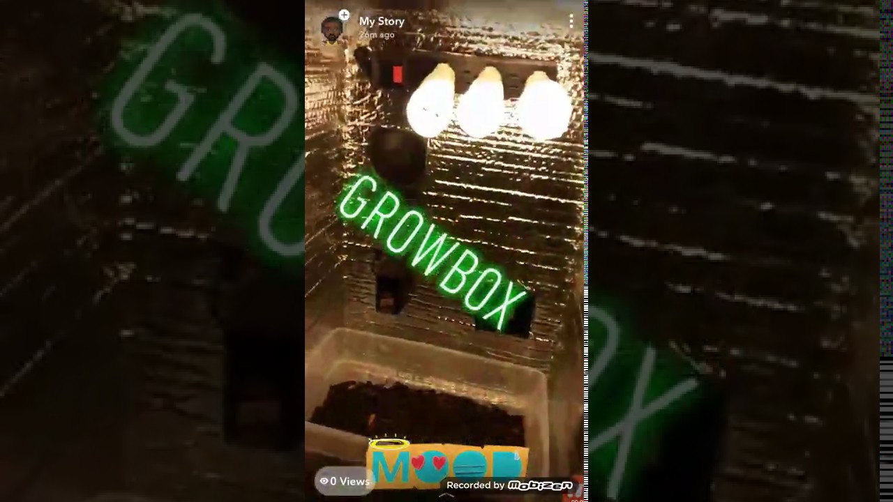 GrowBox from seed to Bud part1