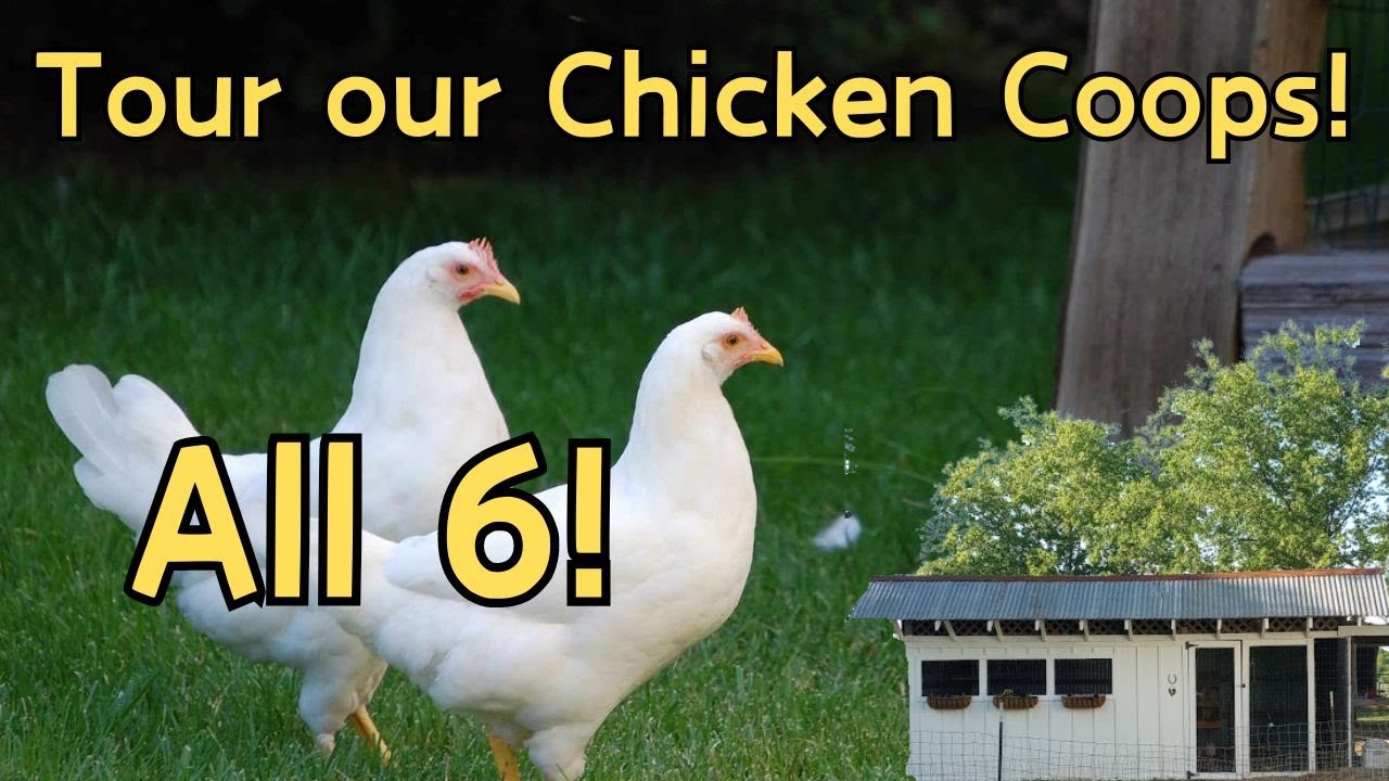 6 Different Coop Designs with Pros and Cons to each!