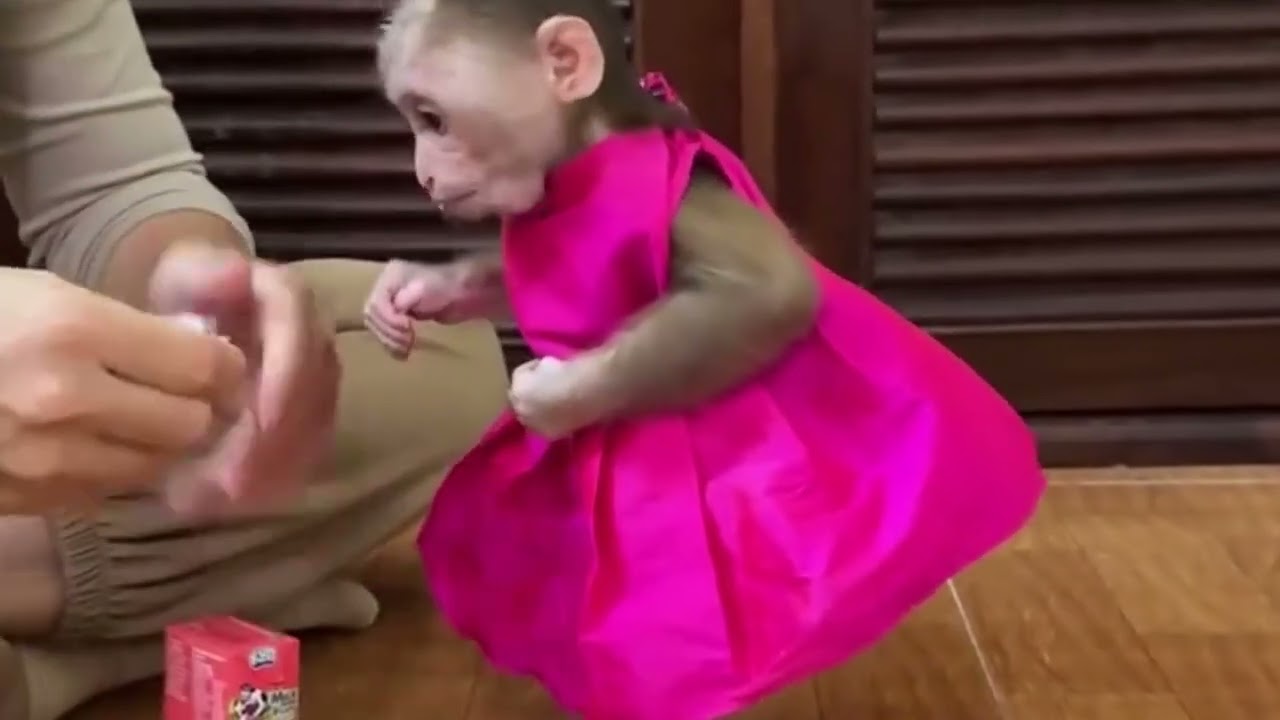 Funny Monkey Videos Ep123#lovely #cute #adorable #newborn #animals  #obedient #monkey#cat #duet