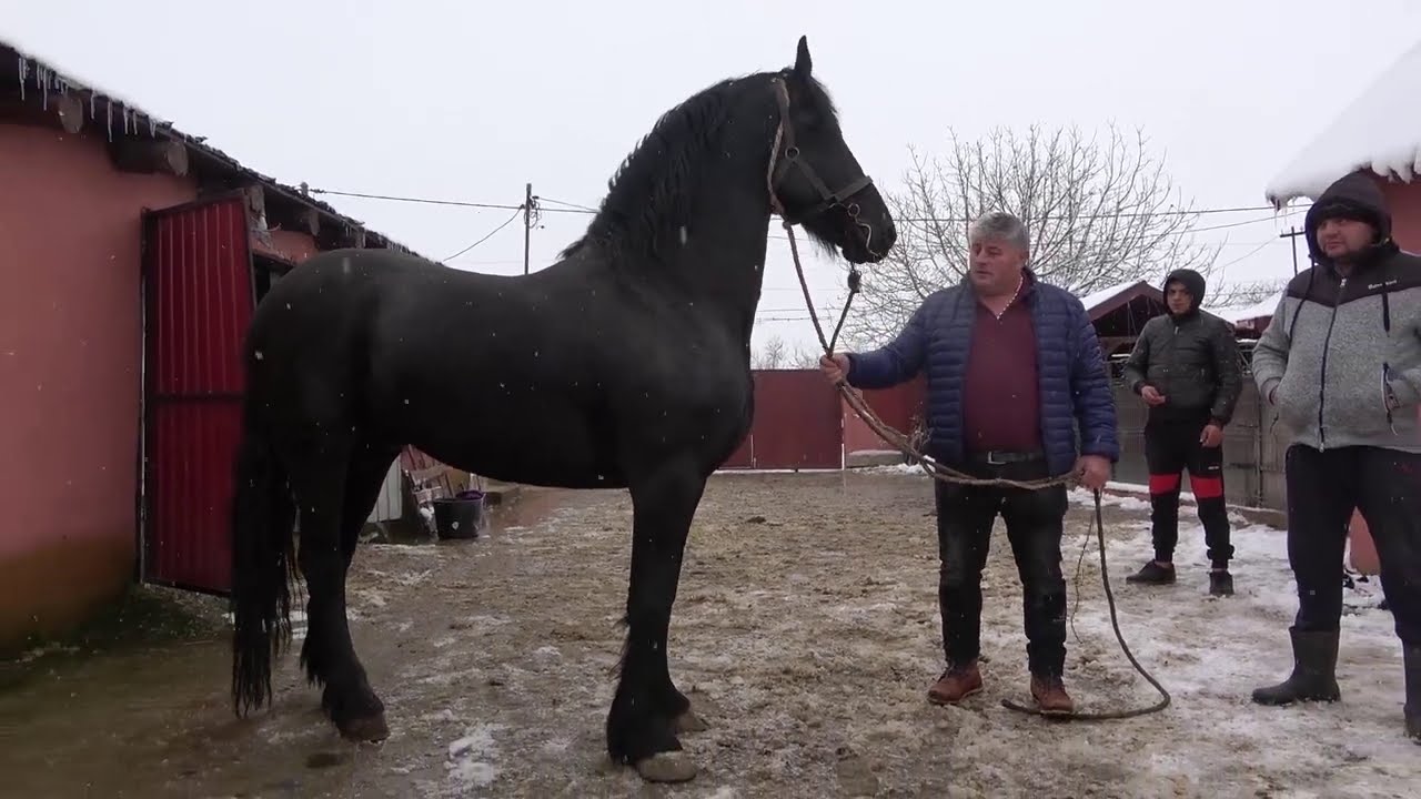Caii lui Carnu de la Talpos, Bihor - 2021 Nou!!!