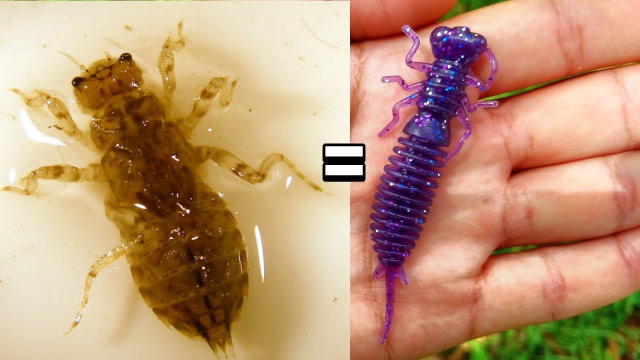 Fishing With DragonFly Larva?!?