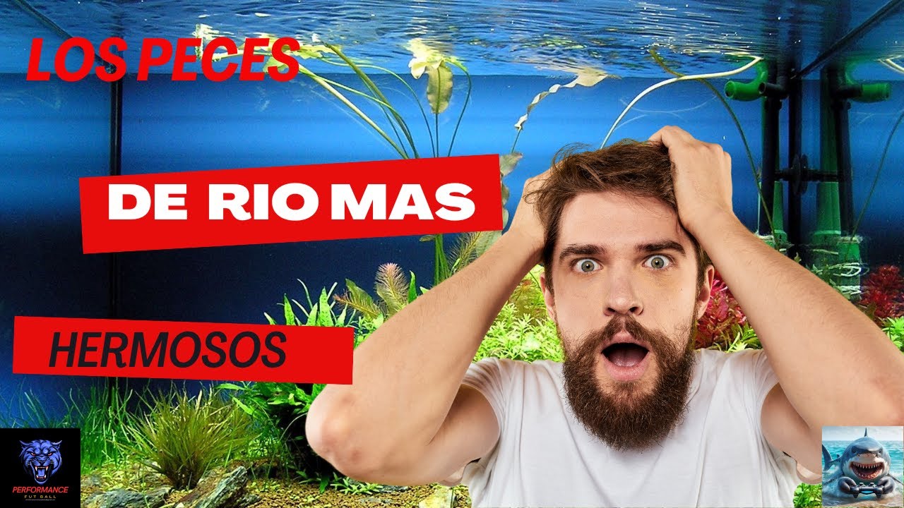 peces de rio mas hermosos del mundo