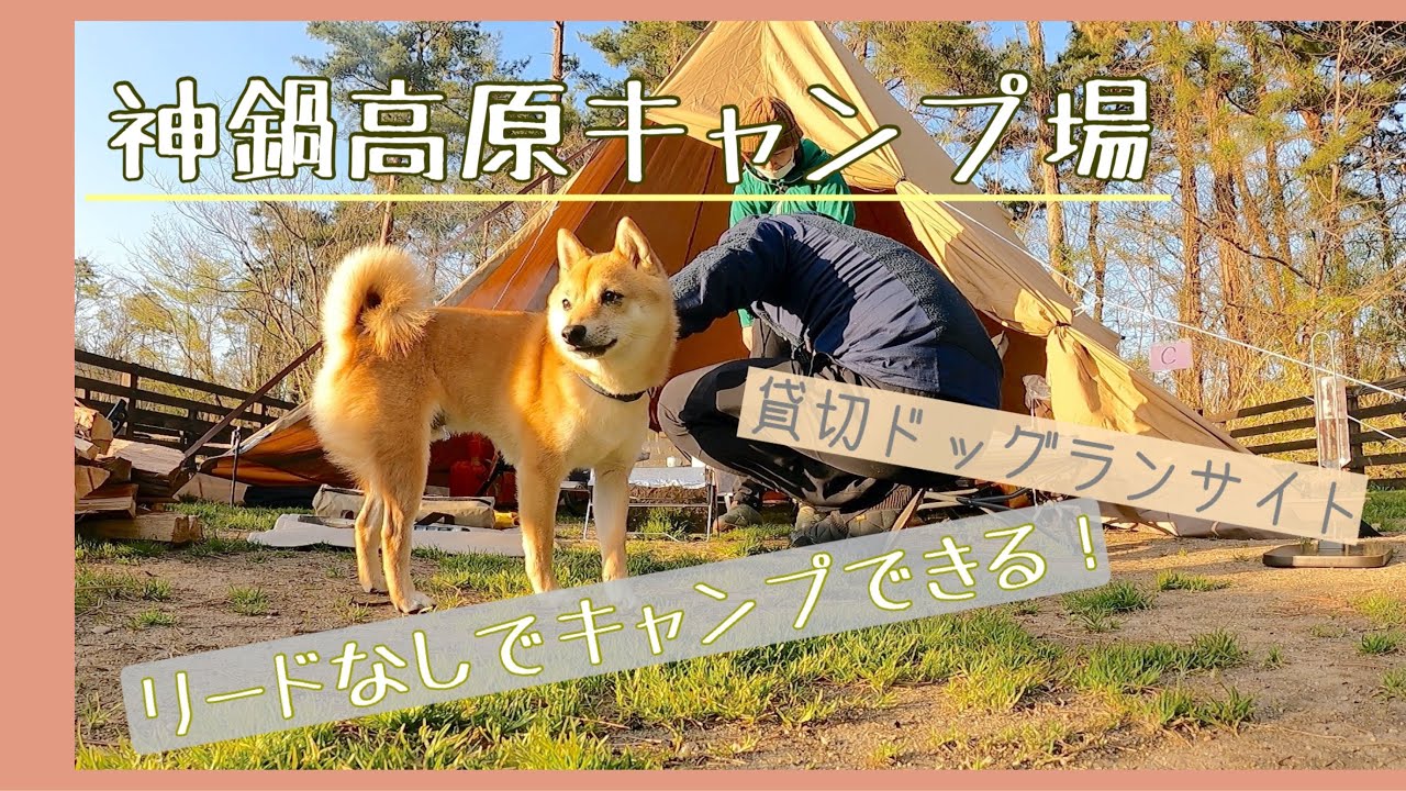 【犬連れキャンプ】神鍋高原キャンプ場 ドッグランサイトでノーリードのびのびキャンプ！（兵庫県豊岡市）