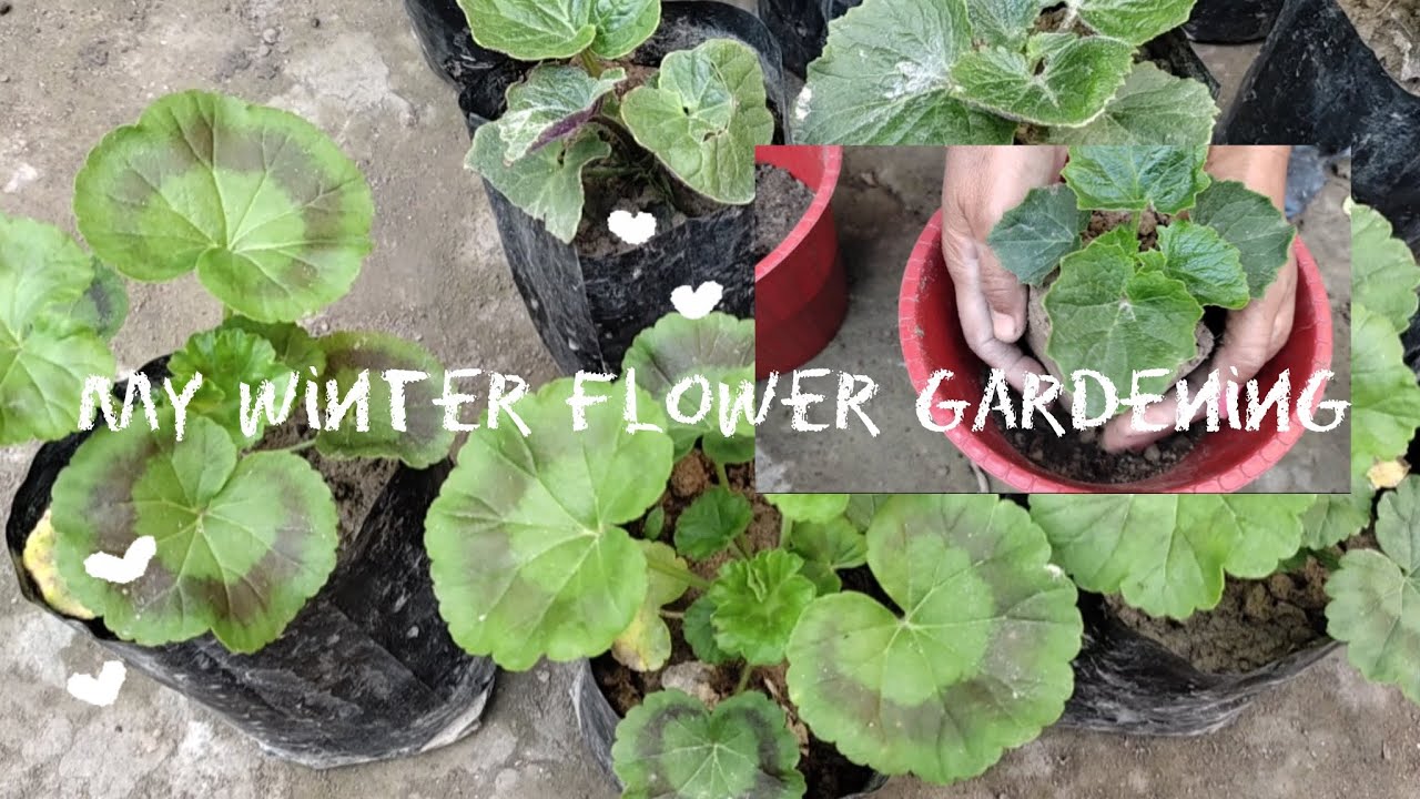 My Winter Flower Gardening🍃☃️