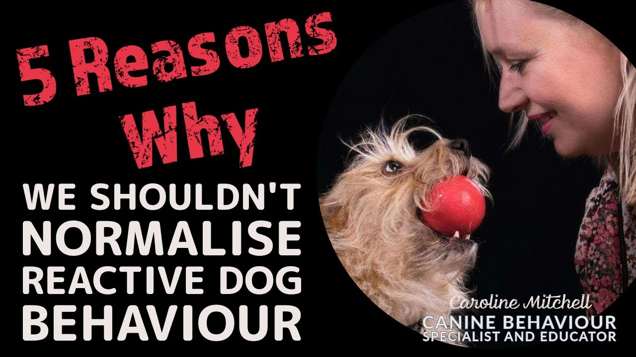 5 Reasons Why We Shouldn't Normalise Reactive Behaviour