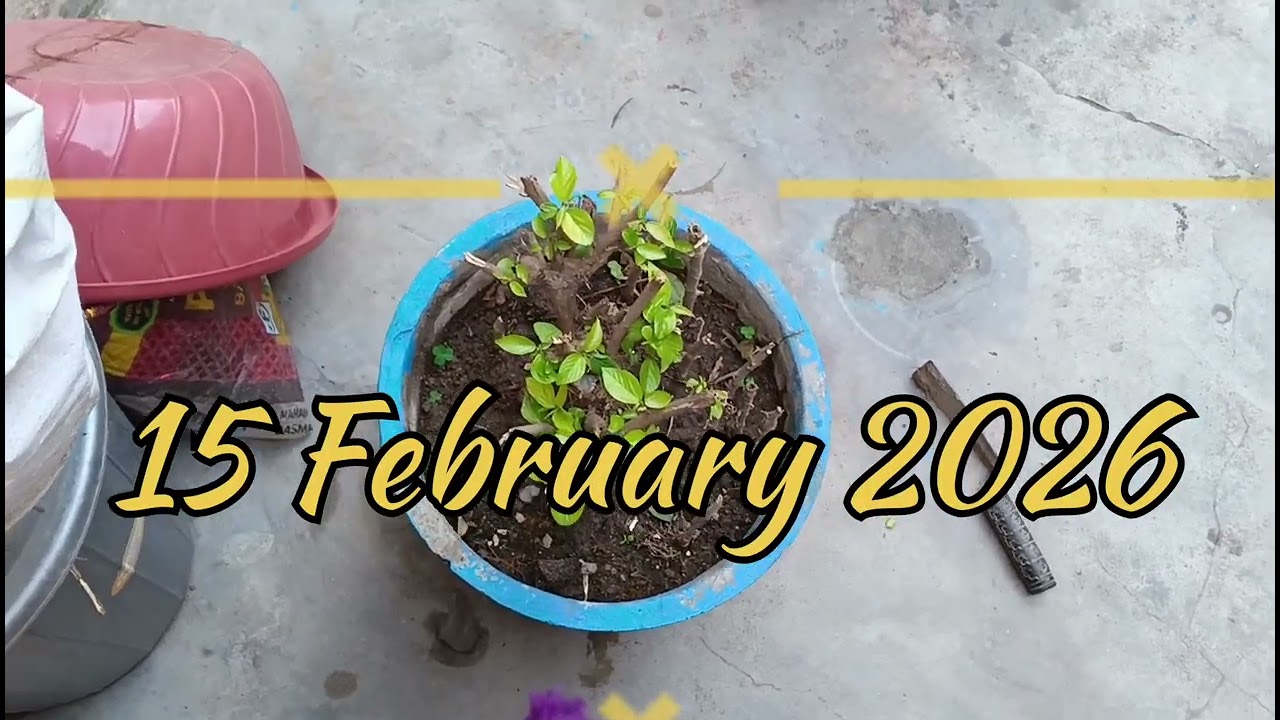 क्या ग्रीन कोलियस को दोबारा खूबसूरत बनाना चाहते है, चार काम करे with result #garden#Nature#plants