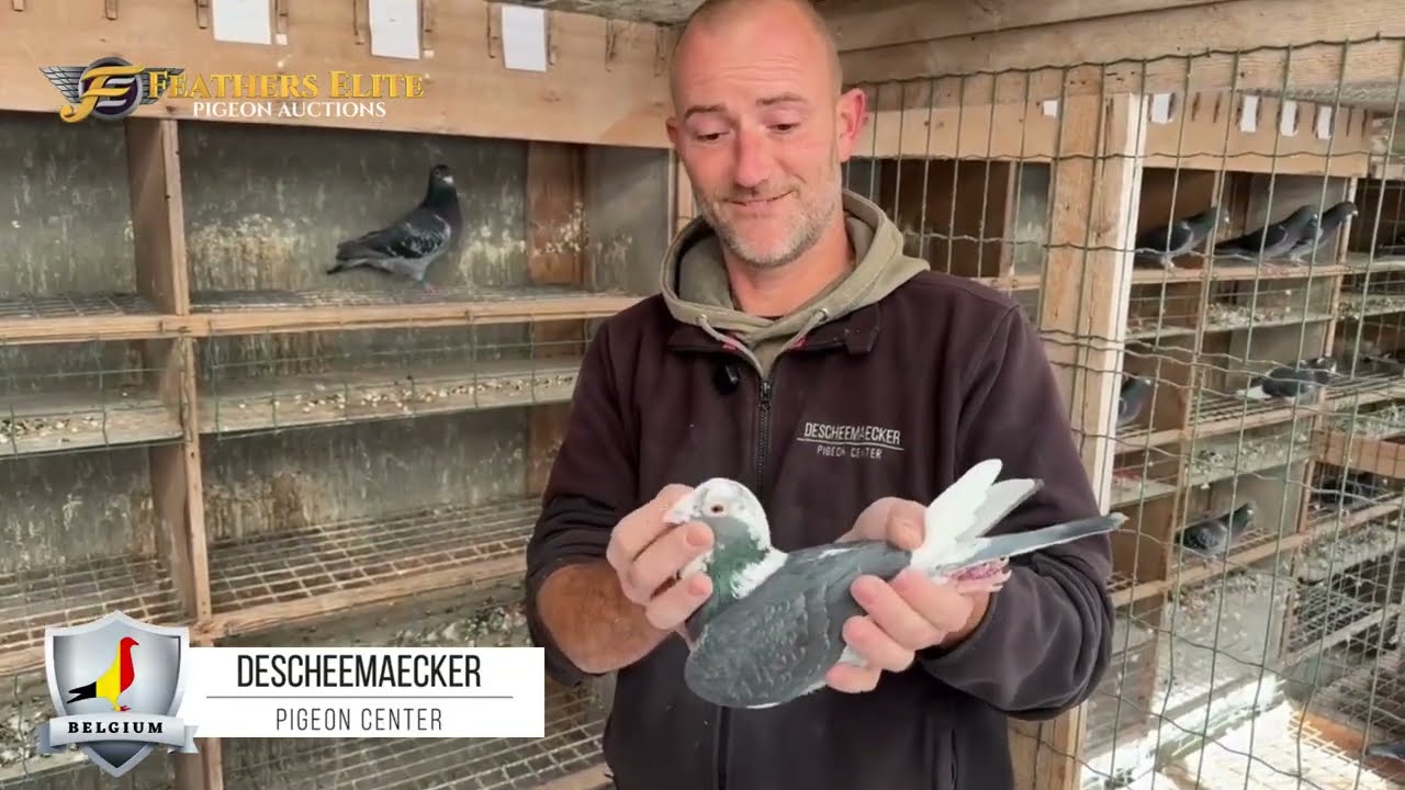 CRESTED AARDENS AT THE DESCHEEMAECKER PIGEON CENTER
