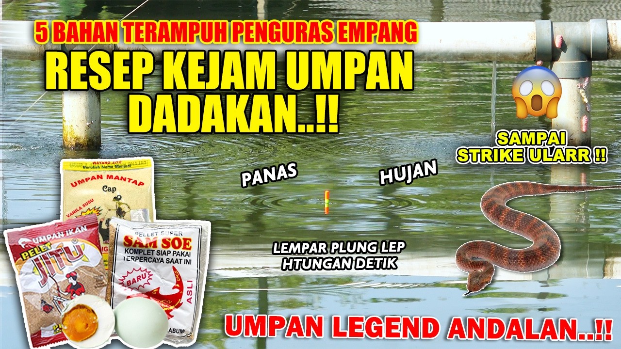 KURAS HABIS SEMUA JATAH IKAN DI EMPANG INI !! RESEP JAHAT UMPAN DADAKAN PELET JITU SAMSU ❗❗