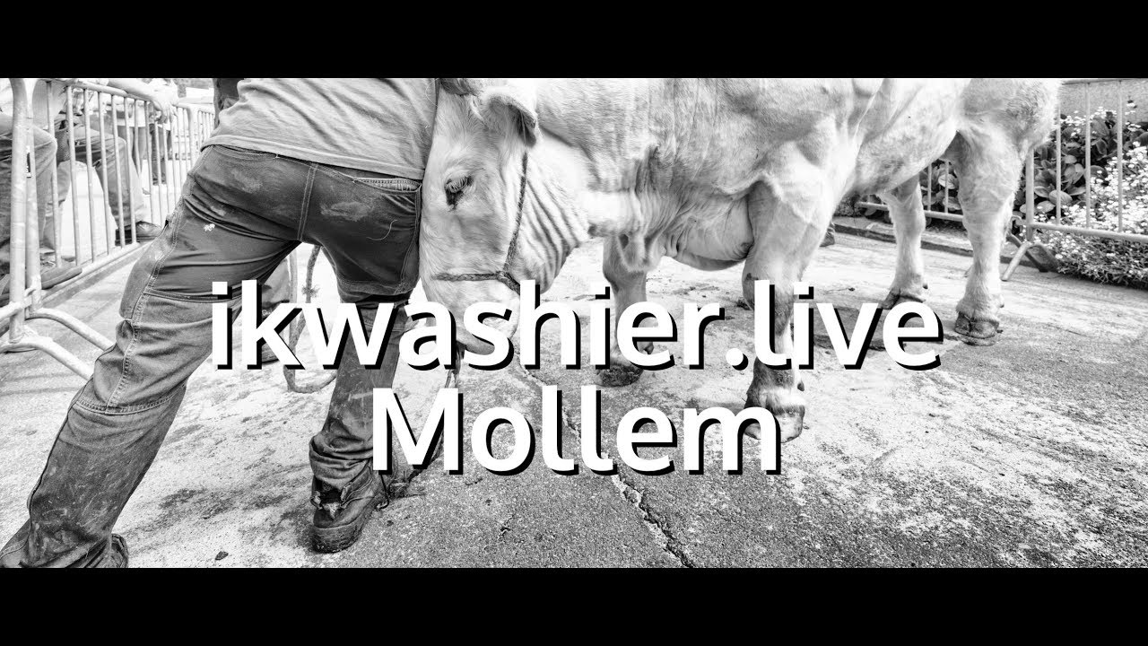 Veeprijskamp Belgisch Witblauw (BWB) Blanc Bleu Belge (BBB) - ikwashier.live op jaarmarkt Mollem