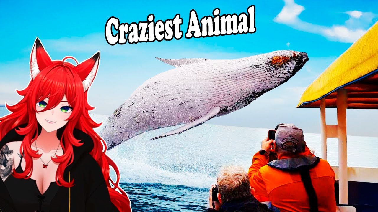 EllyEN Vtuber Reacts To Craziest Animal Encounters of All Time by Daily Dose Of Internet