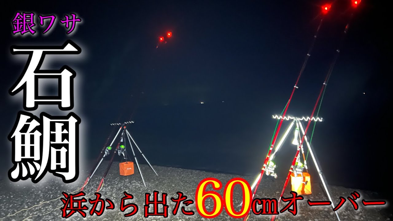 【投げ釣り】石鯛、浜から出た60㎝オーバー！