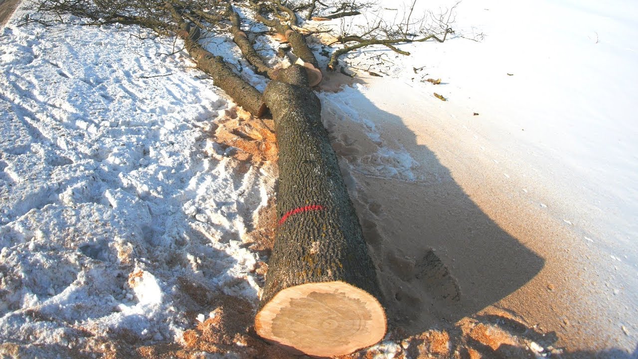 Pakelės medžių į Rusnę pjovimas