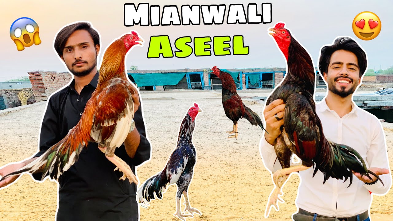 Aseel Murgo Ka Shok 😍 High Quality Aseel Roosters of Pakistan