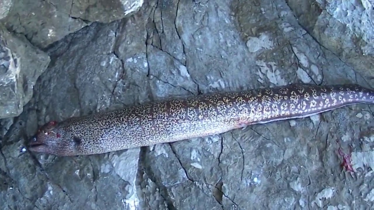 Ribolov štapom sa obale-Murina 3,7kg (Muraena)