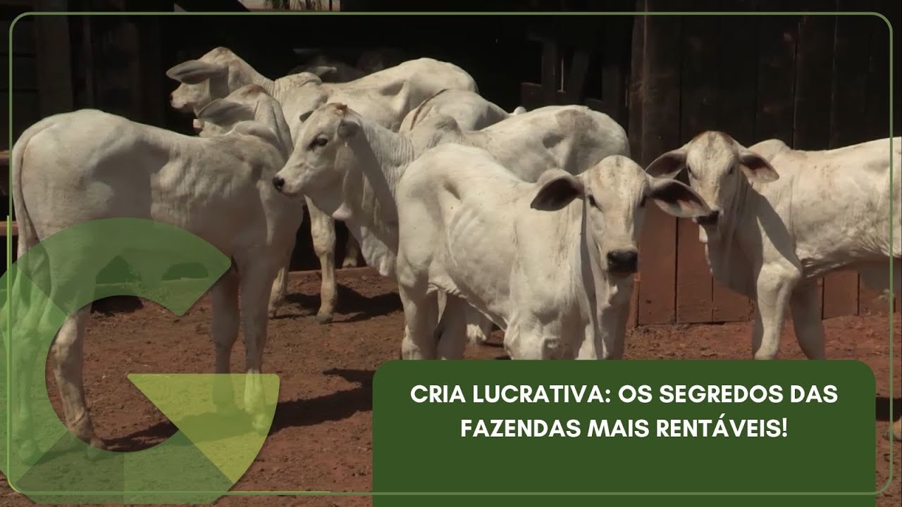 CRIA LUCRATIVA: OS SEGREDOS DAS FAZENDAS MAIS RENTÁVEIS!