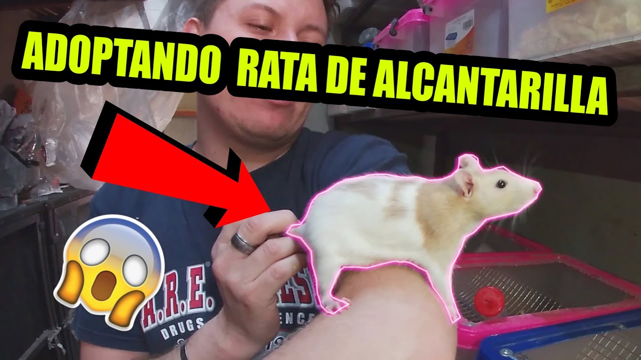 Limpieza a todas mis ratas de alcantarilla