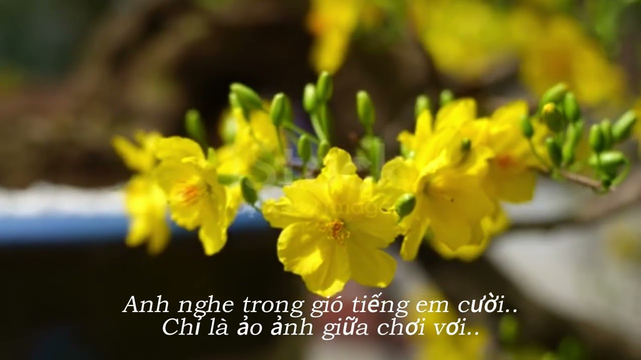 Xuân Về Hay Chưa ? - Rumba Ballad - Ts. Công Hoán - #Rumba #Ballad #tinhca