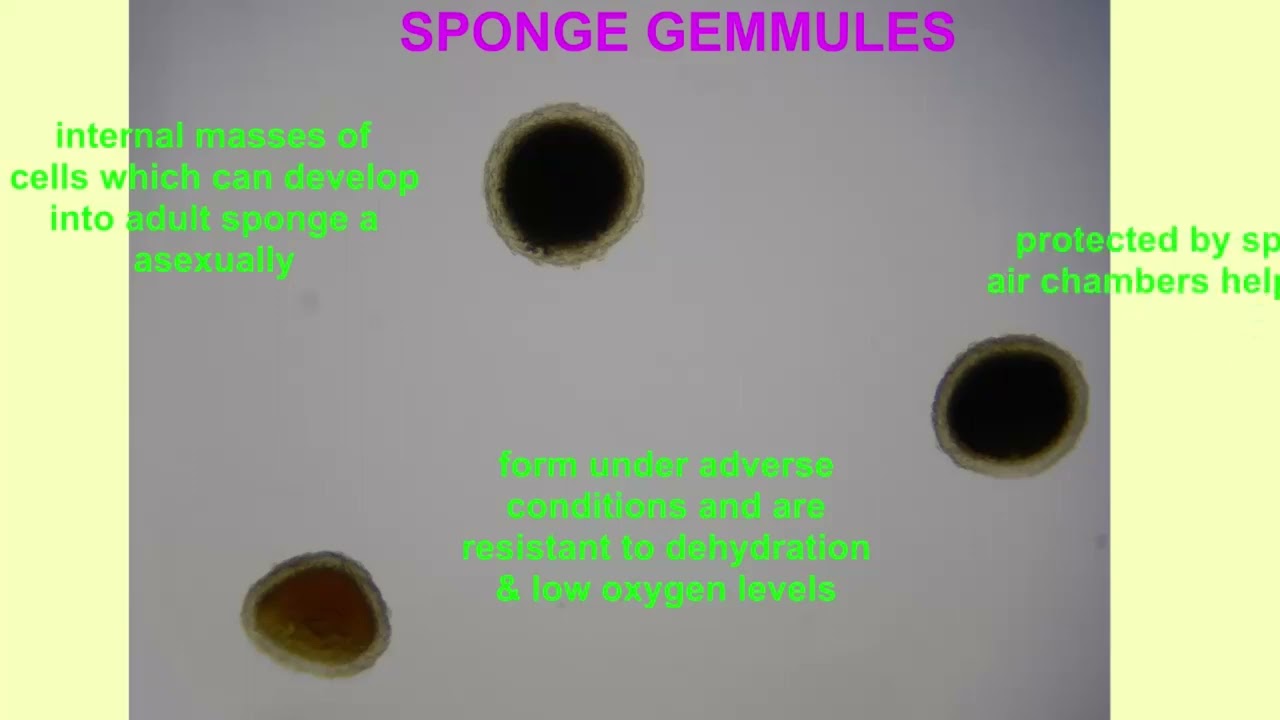 SPONGE GEMMULES