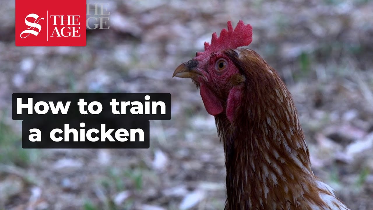 Tricks for training chickens