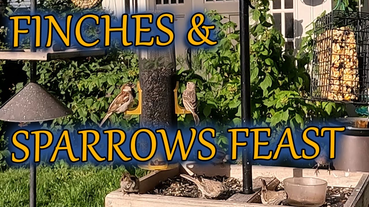 Finches and Sparrows take their time at the feeder