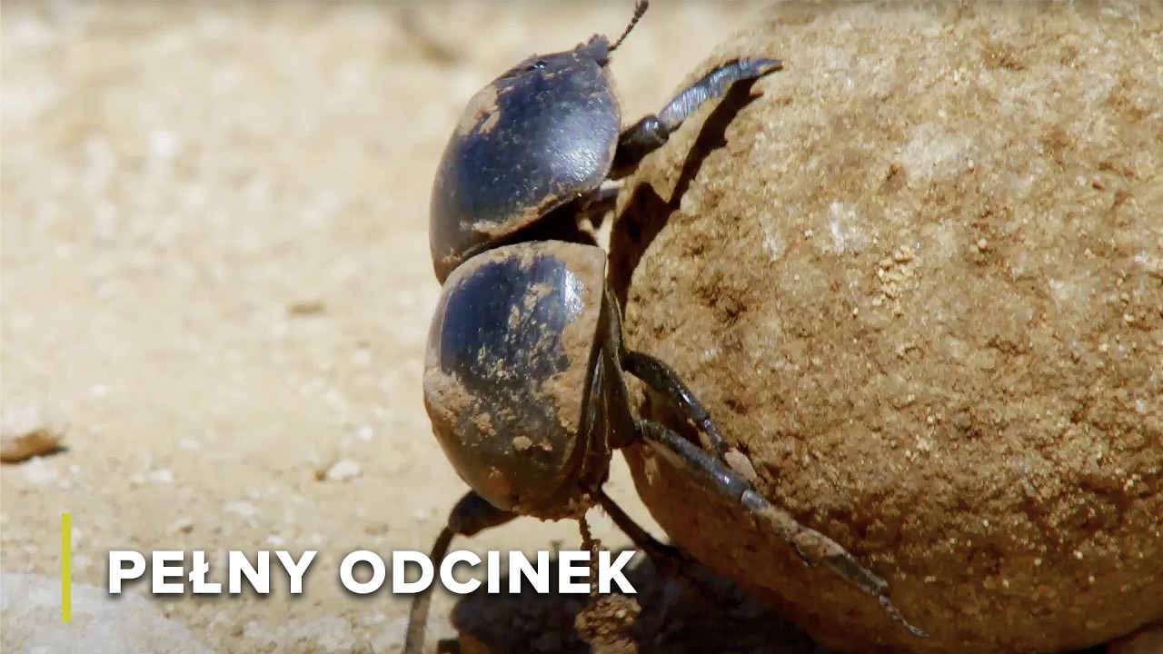 Żuki Gnojowe To BOHATEROWIE Dzikiej Przyrody | Ikony Dzikiej Przyrody 103