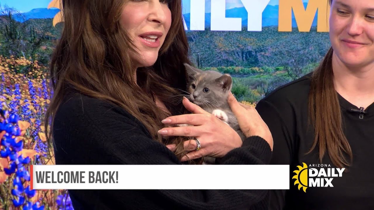 Kitten Season: How to help if you see a stray