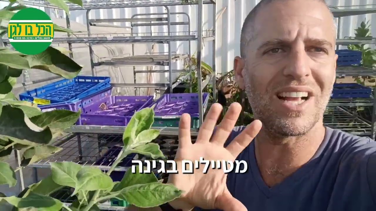 תפוח ענה - עץ פרי שאפשר לגדל כמעט בכל מקום בישראל