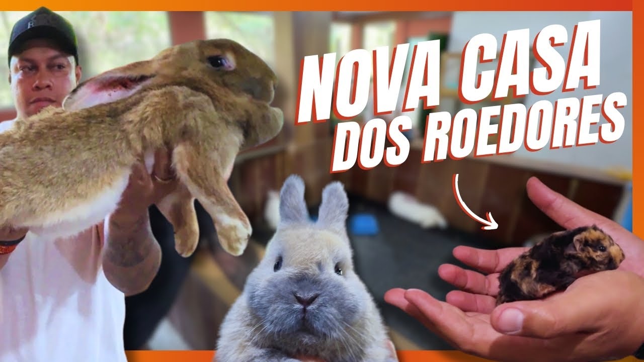 MONTAMOS O RECINTO PERFEITO PARA NOSSOS ROEDORES E COELHOS!