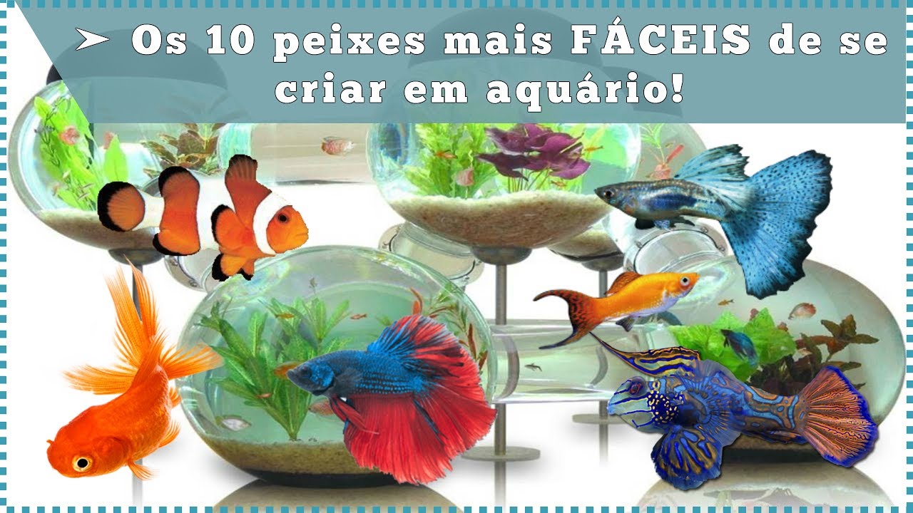 Os 10 peixes mais FÁCEIS de se criar em aquário!