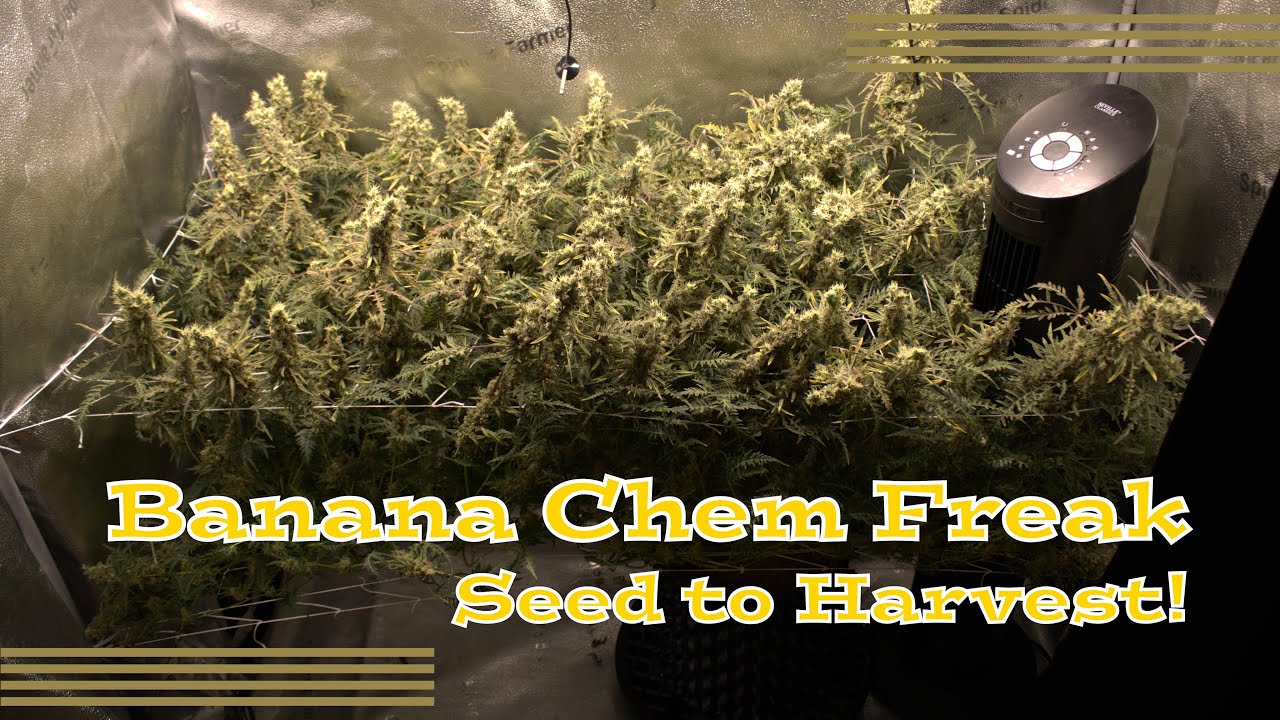 Banana Chem Freak | The Complete Seed to Harvest