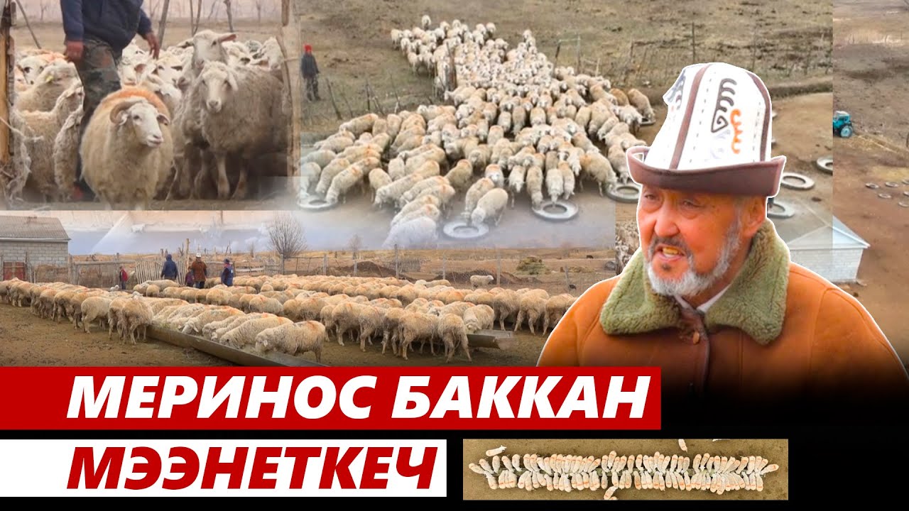 Меринос койлору мээнетти актайбы?