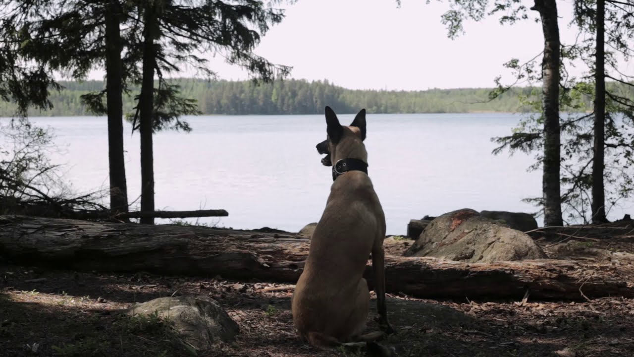 Belgian Malinois Summer Bikejoring & Swimming