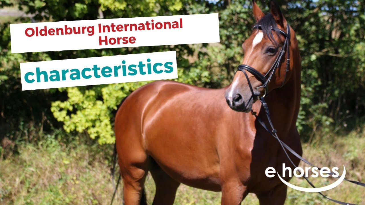 Oldenburg International Horse | characteristics, origin & disciplines