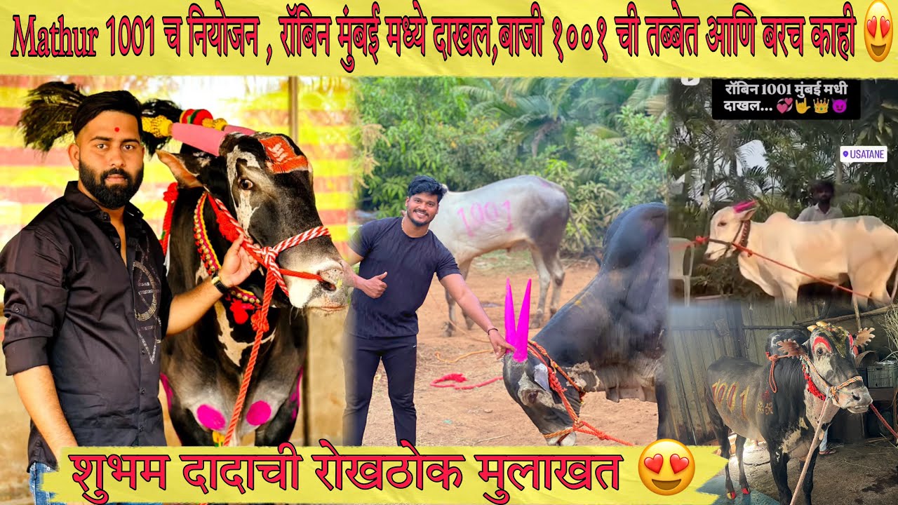 Mathur 1001 च नियोजन , रॉबिन मुंबई मध्ये दाखल,बाजी ची तब्बेत बरच काही  | शुभम दादाची रोखठोक मुलाखत