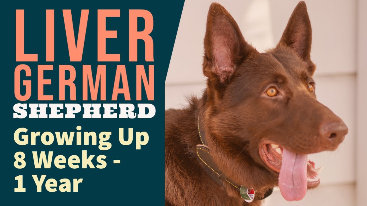 Liver German Shepherd Growing Up | 8 Weeks to 1 Year