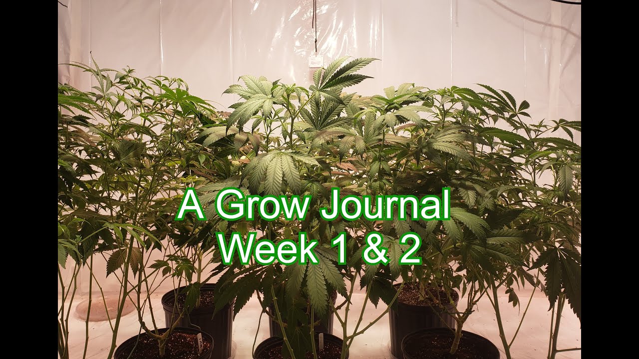 A Grow Journal Week 1 & 2
