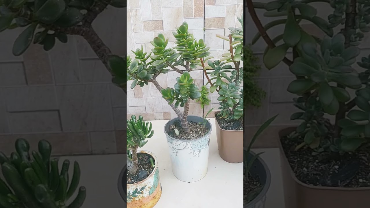 Suculentas em forma de arvoretas.