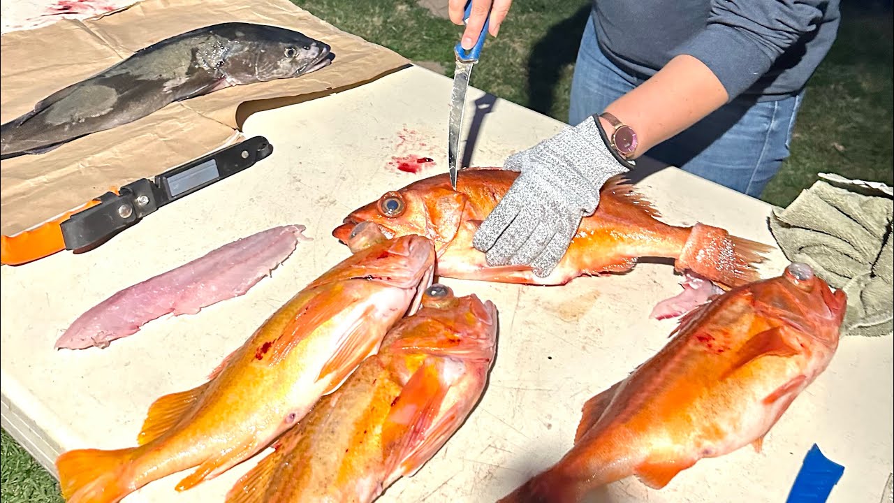2024.10.26 Bodega Bay Black Cod/ Sablefish Fishing