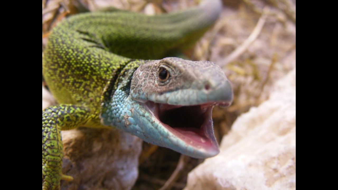 lizards