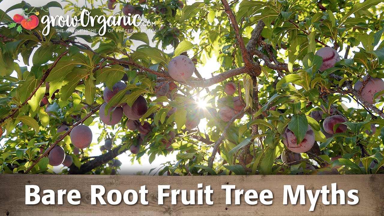 Bare Root Fruit Tree Myths