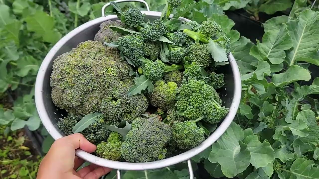 THU HOẠCH BÔNG CẢI XANH MINI, ĐẬU HÀ LAN,CẢI KALE MỘT NGÀN, CHO DÊ ĂN CẢI KALE